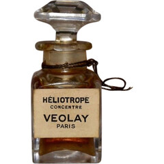 Héliotrope by Violet / Veolay
