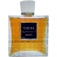 Thuya by Adam