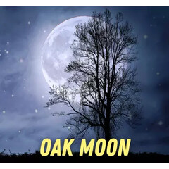 Oak Moon von Pulp Fragrance