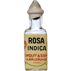 Rosa Indica by F. Wolff & Sohn