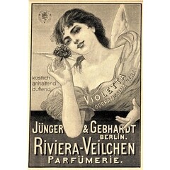 Riviera-Veilchen von Jünger & Gebhardt / Patrizier Haus Köln