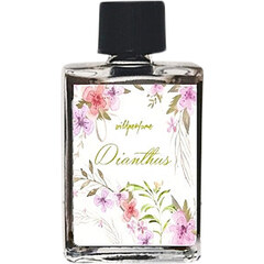 Dianthus by Wild Perfume