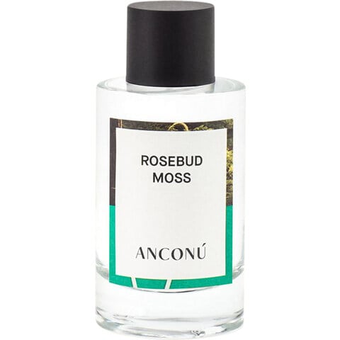 Rosebud Moss by Anconú