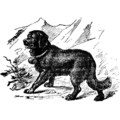 Wiener Wald-Veilchen-Bouquet von Droguerie zum schwarzen Hund